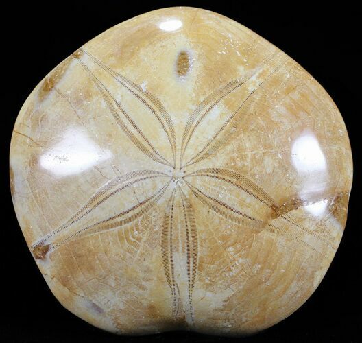 Polished Fossil Sand Dollar (Mepygurus) - Jurassic #55120